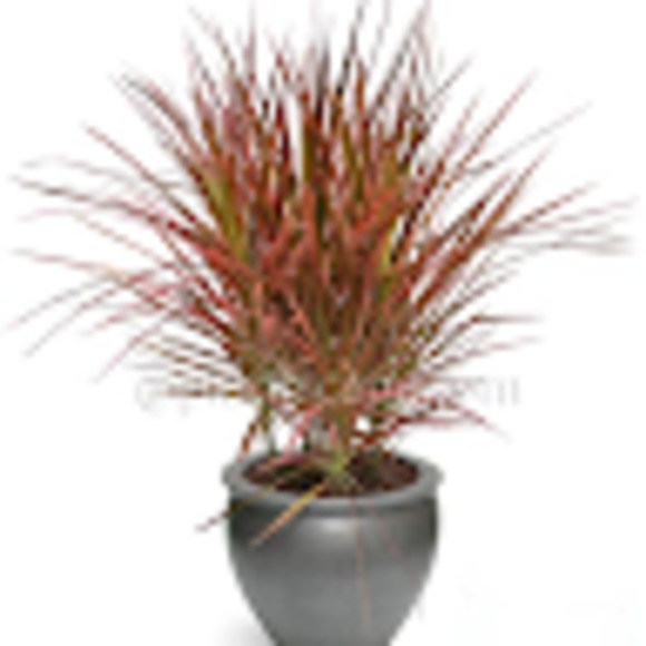 Meet your Posher, Melanie - Picture 1 of 1